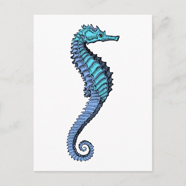 Seahorse Postcard (Front)