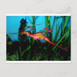 seahorse postcard