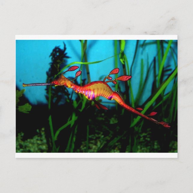 seahorse postcard (Front)
