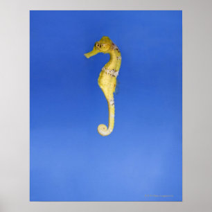 Seahorse Poster