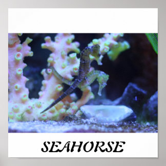 Seahorse Poster