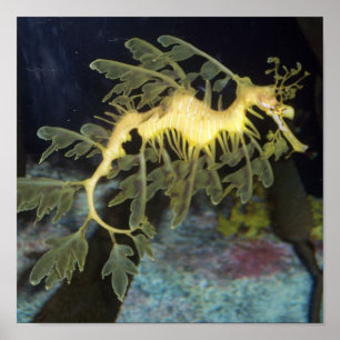 Seahorse poster