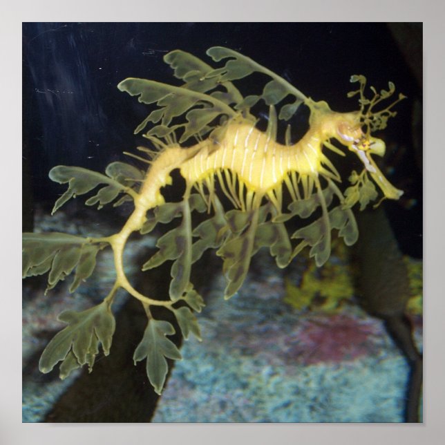 Seahorse poster (Front)