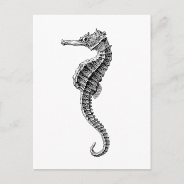 "SEAHORSE" SEALIFE POSTCARD (Front)