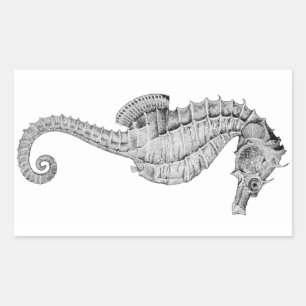 Seahorse Stickers