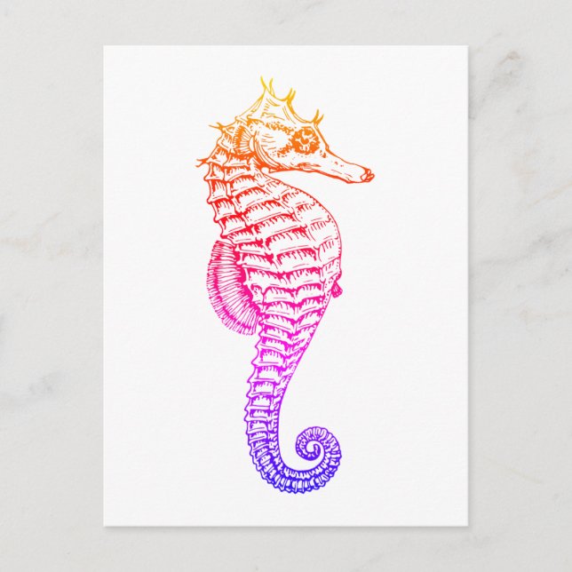 Seahorse , vintage sea animal illustration postcard (Front)