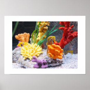 Seahorses Poster
