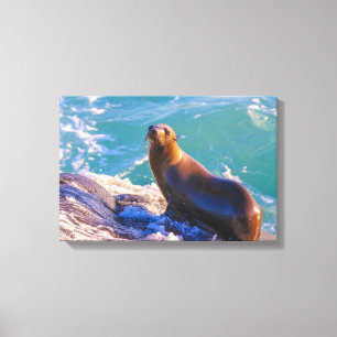 Seal 1- What you looking at! Canvas Print
