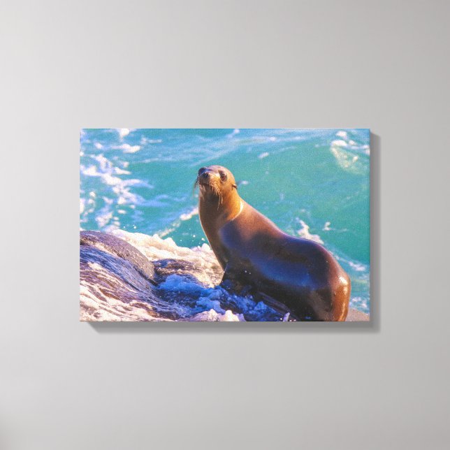 Seal 1- What you looking at! Canvas Print (Front)