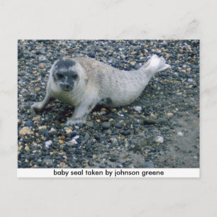 SEAL (2), baby seal taken by johnson greene Postcard