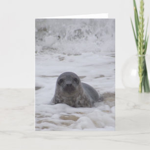 Seal - Animal Colour Photo Print Greeting Card