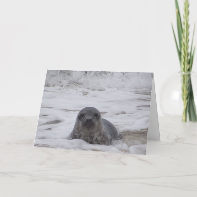 Seal - Animal Colour Photo Print Greeting Card (Front)