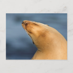 Seal at the beach postcard