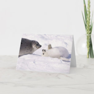 seal buddies card