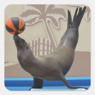 Seal (California Sea Lion)