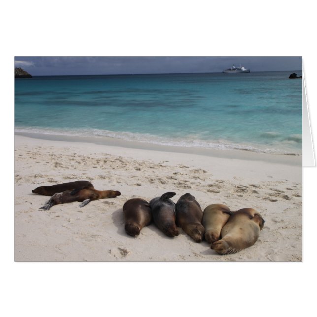 Seal Card (Front Horizontal)