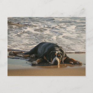 Seal dog postcard