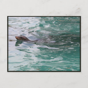 Seal Head Peeks Postcard