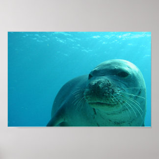 Seal in Blue Poster