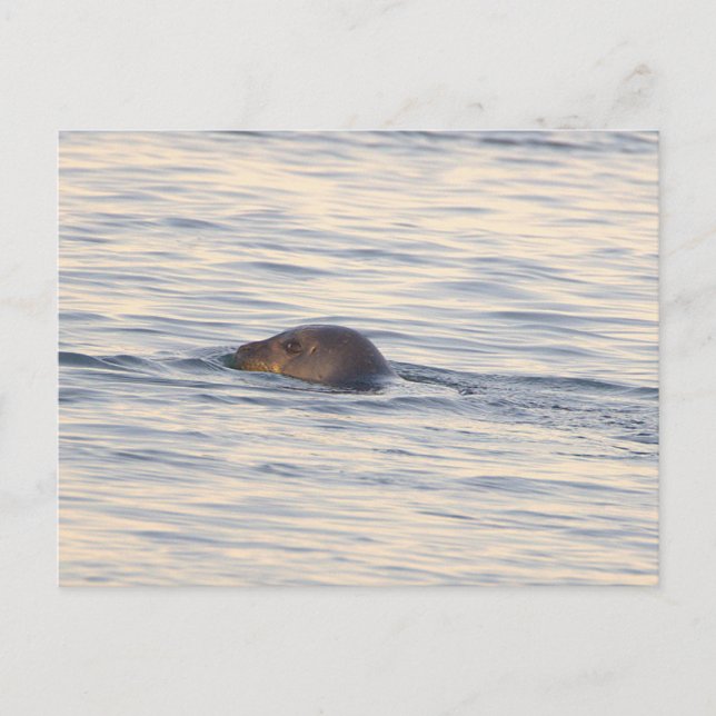 Seal in Ocean Photo Postcard (Front)