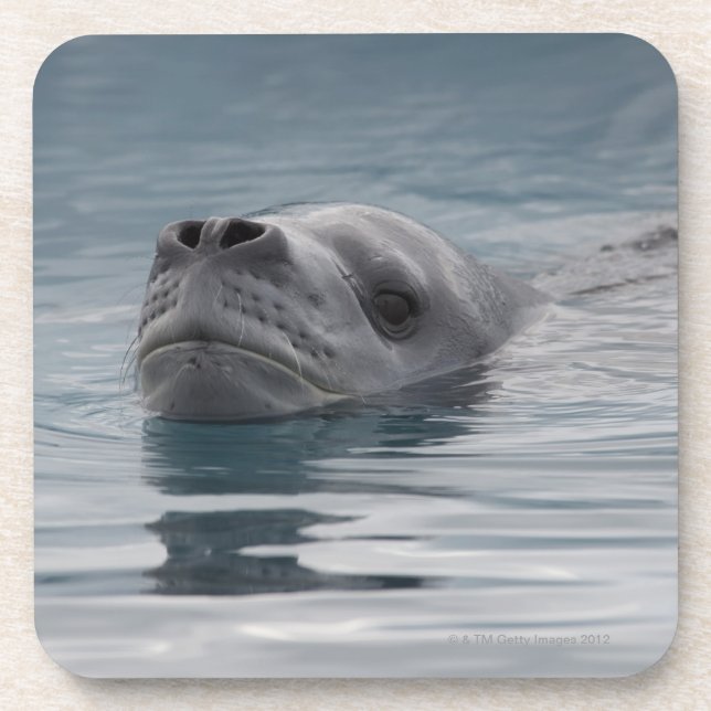 seal leopard which swims coaster (Front)