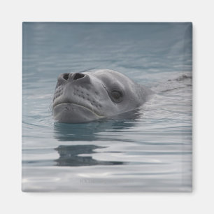 seal leopard which swims magnet