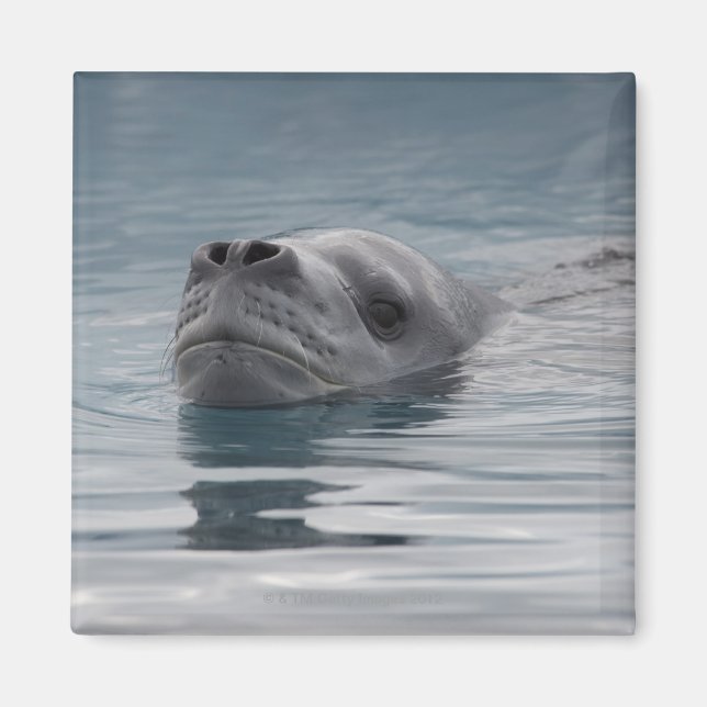 seal leopard which swims magnet (Front)