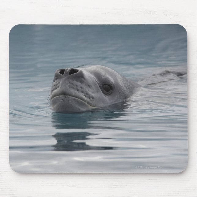 seal leopard which swims mouse mat (Front)
