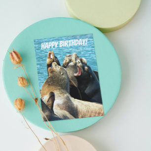 Seal Lions Photo From All Birthday Card