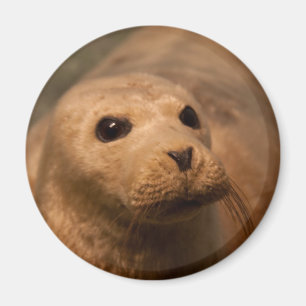 Seal Magnet