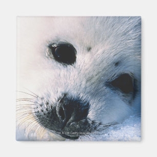 Seal Magnet