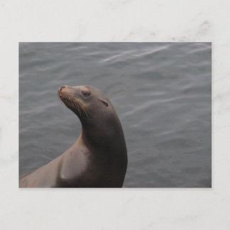 Seal - Montery Bay CA Postcard