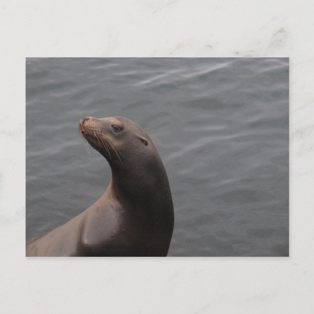 Seal - Montery Bay CA Postcard (Front)