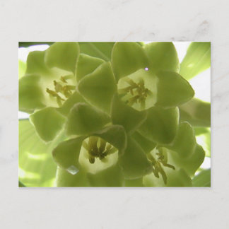 seal of solomon postcard