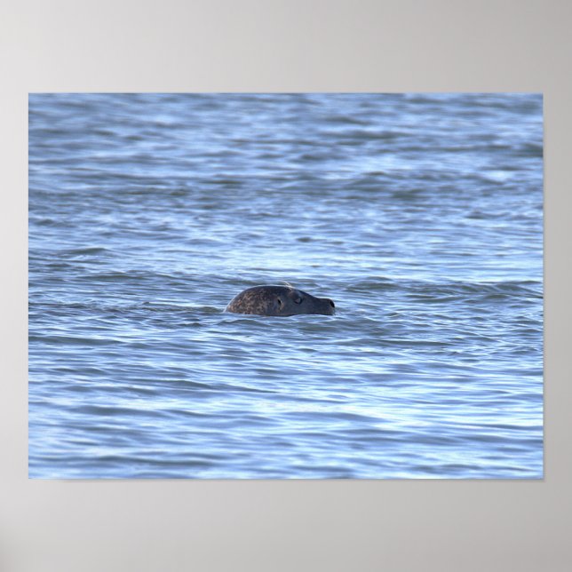 Seal Photo Poster  (Front)