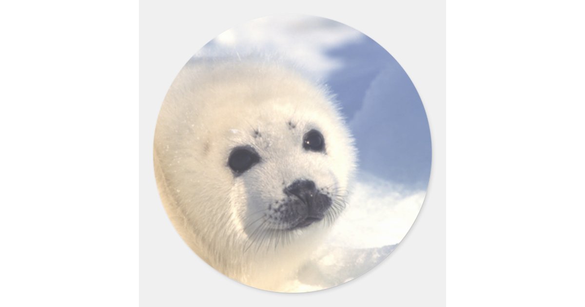 Seal Pup Face Zazzle
