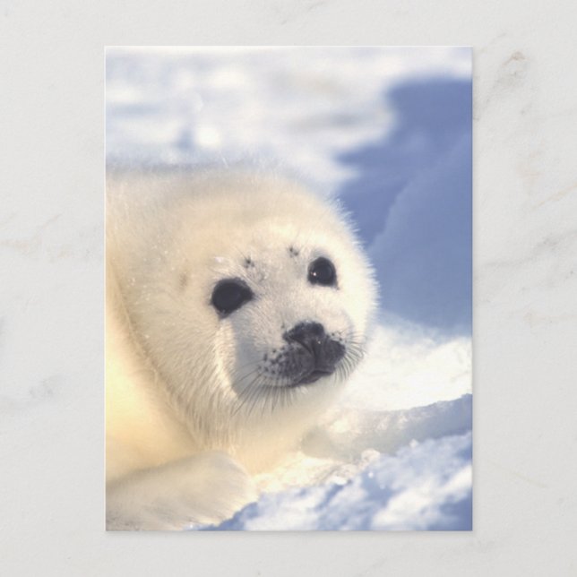Seal Pup Face Postcard (Front)