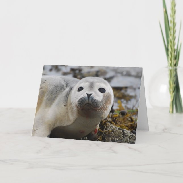 Seal Pup Greeting Card (Front)