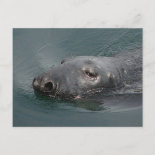 Seal, Stornoway Harbour, Outer Hebrides Postcard