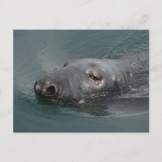 Seal, Stornoway Harbour, Outer Hebrides Postcard