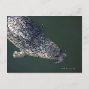 Seal swimming under the water 2 postcard