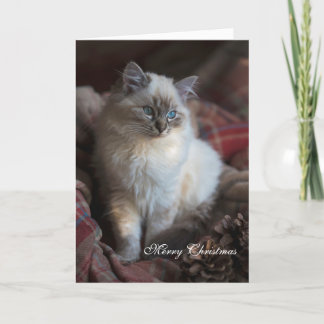 Seal Tabby Ragdoll Holiday Card
