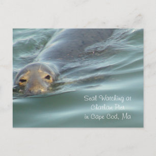 Seal Watching in Chatham Pier in Cape Cod Postcard