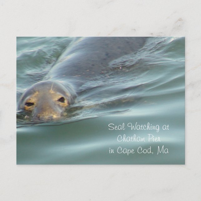 Seal Watching in Chatham Pier in Cape Cod Postcard (Front)