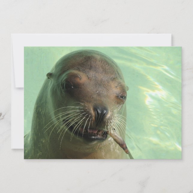 Seal with Fish Invitation (Front)