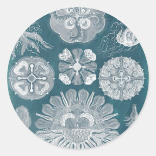 Sealife Blueprint IV Classic Round Sticker