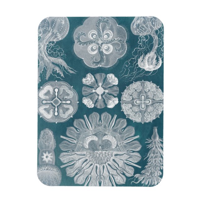 Sealife Blueprint IV Magnet (Vertical)