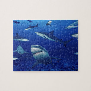Sealife Puzzle-Sharks Jigsaw Puzzle