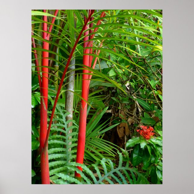 Sealing Wax Palms Poster (Front)