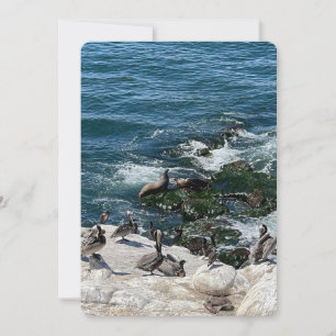 Seals and Birds Holiday Card